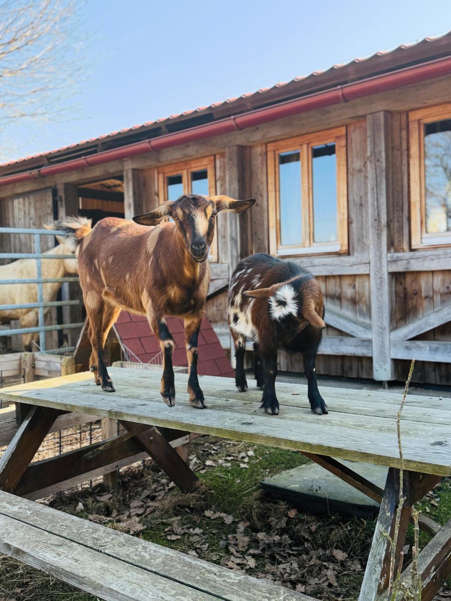 Apartman Na Ranci Pod Lovosem Velemin Luaran gambar